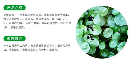 云南金線蓮苗種植與貴州中科農(nóng)經(jīng)生物技術推廣服務